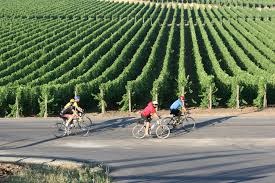 Former Harvest Century bicyclists biking at an intersection in front of a vineyard.