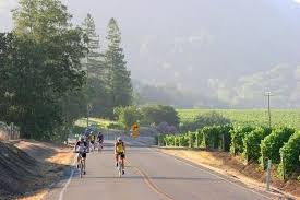 Former Harvest Century bicyclists biking a road between a vineyard and trees. There are hazy hills in the distance.